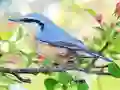 Igra Hidden Spots Birds online