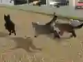 Igra Run Cat Cat Race online