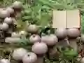 Igra Lycoperdon Mushroom Land Escape online
