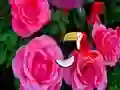 Igra Precious Rose Escape online
