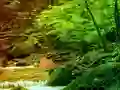 Igra Peaceful Rainbow Forest Escape online