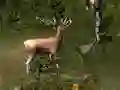 Igra Sniper Hunting Deadly Animal online