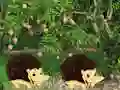 Igra Escape From Mango Farm online