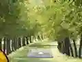 Igra Pair of Cat Escape online