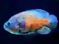 Igra Tiger Fish Jigsaw online