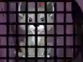Igra Trapped Wolf Rescue online