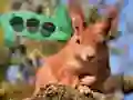 Igra Birch Forest Adventure online