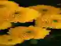 Igra Chrysanthemums Jigsaw online