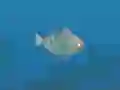 Igra Fish Companions online