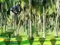 Igra Rescue Tasmanian Tiger online