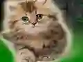 Igra Couple Kitten Escape online
