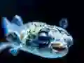 Igra Puffer Fish Jigsaw online