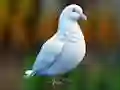 Igra Realistic Pigeon Rescue online
