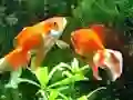 Igra Blue Fish Escape online