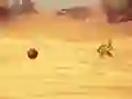 Igra Monkey Shooting online