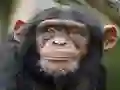 Igra Chimpanzee Jigsaw online