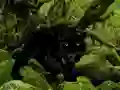 Igra Escape from Black Panther Forest online