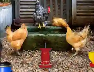 Igra Poultry Farm Easter Escape online