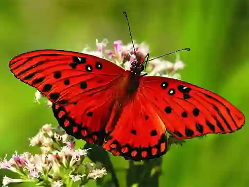 Igra Nature Jigsaw Puzzle Butterfly online