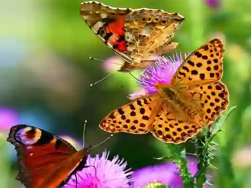Igra Butterfly Slide online