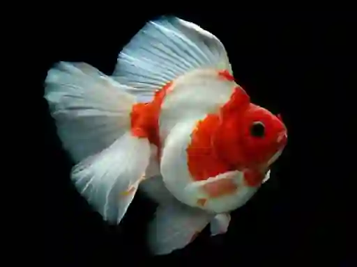 Igra Gold Fish Jigsaw Puzzle online