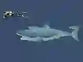 Igra Mad Shark online