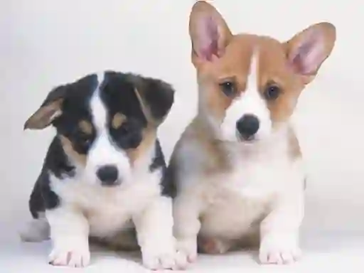 Igra Cute Puppies Puzzle online
