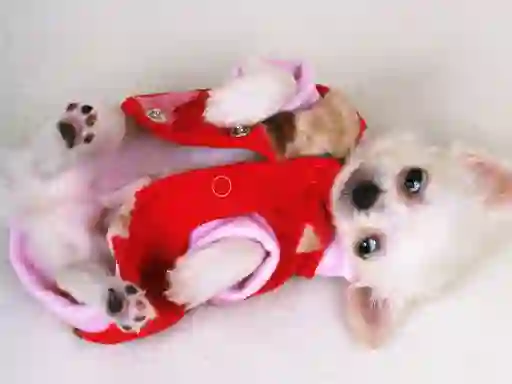 Igra Lovely Puppy Slide online