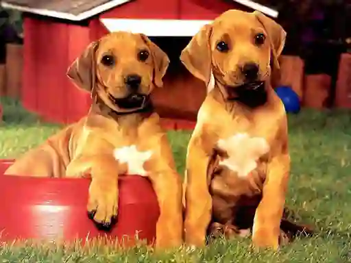 Igra Puppy Pairs Puzzle online