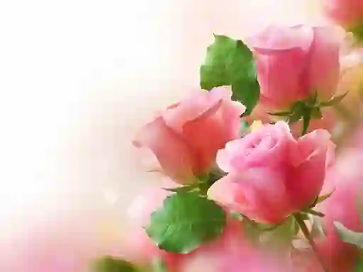 Igra Pink Roses online
