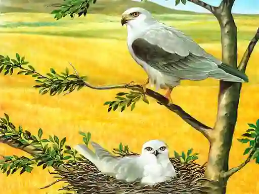 Igra Birds Of Prey Puzzle online