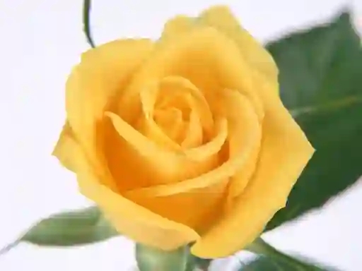 Igra Yellow Roses online