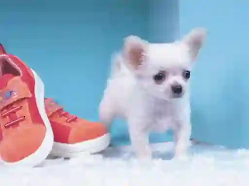 Igra Lovely Puppy Puzzle online