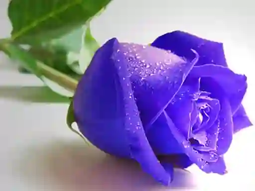 Igra Blue Roses online