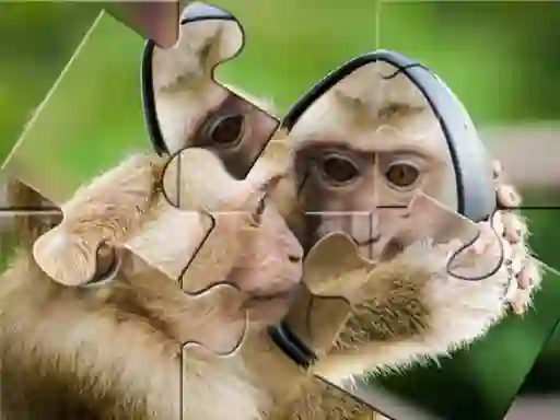 Igra Chimpanzee Jigsaw online