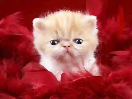 Igra Funny Kitty online