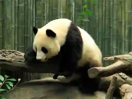 Igra Pandas Puzzle online