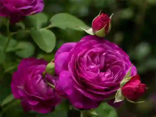 Igra Purple Roses online