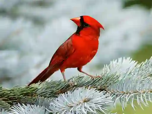 Igra Birds Puzzle online