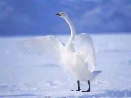 Igra Graceful Swans online