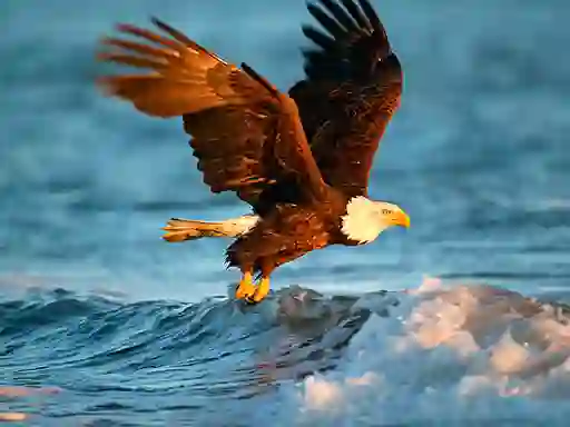 Igra Animals Jigsaw Puzzle Eagle online