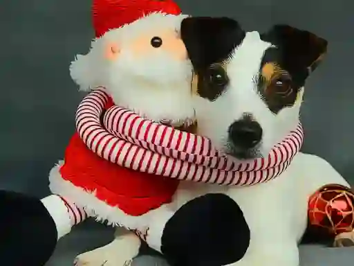 Igra Funny Christmas Dogs online