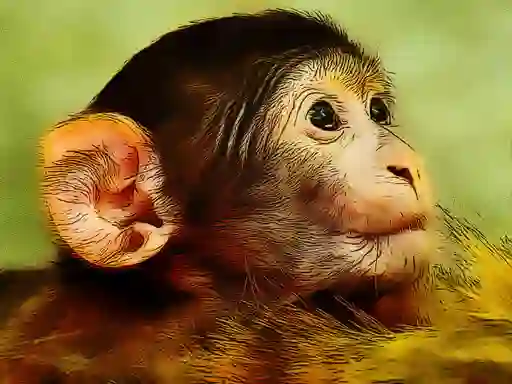 Igra Funny Baby Monkey online
