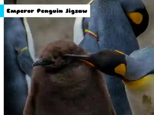 Igra Emperor Penguin Jigsaw online