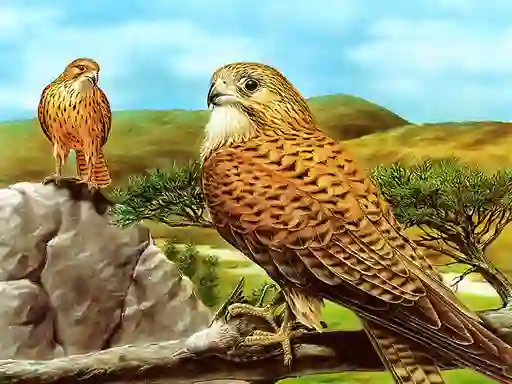 Igra Birds of Prey Slide online