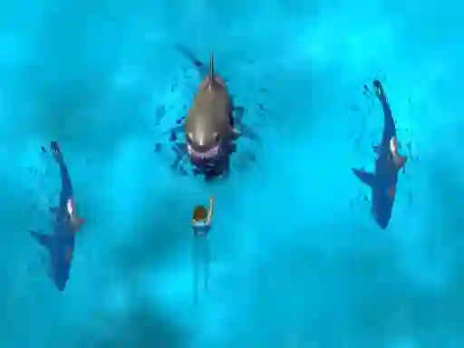 Igra Avoid the Sharks online