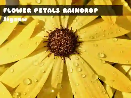Igra Flower Petals Raindrop Jigsaw online