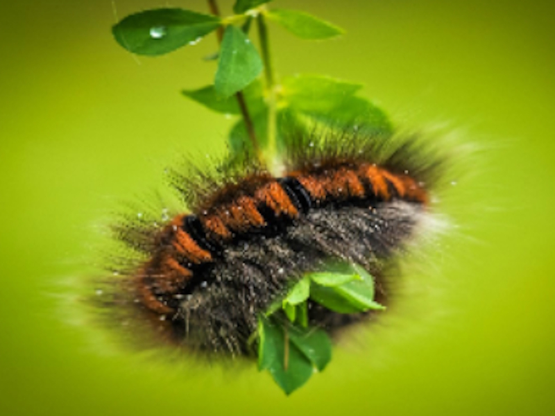 Igra Larva gusjenice online