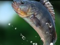 Igra Zeleno jezero  online
