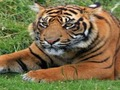 Igra ZOO vrt  online